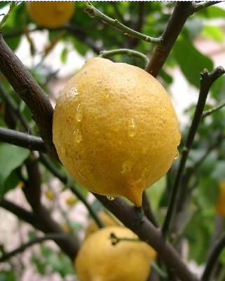 ЛИМОН , (цитрина; лимон, Citrus limon ) 